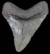 Megalodon Tooth - South Carolina #39986-1